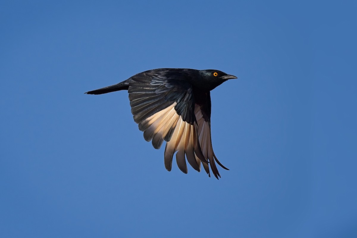 Pale-winged Starling - ML616659099