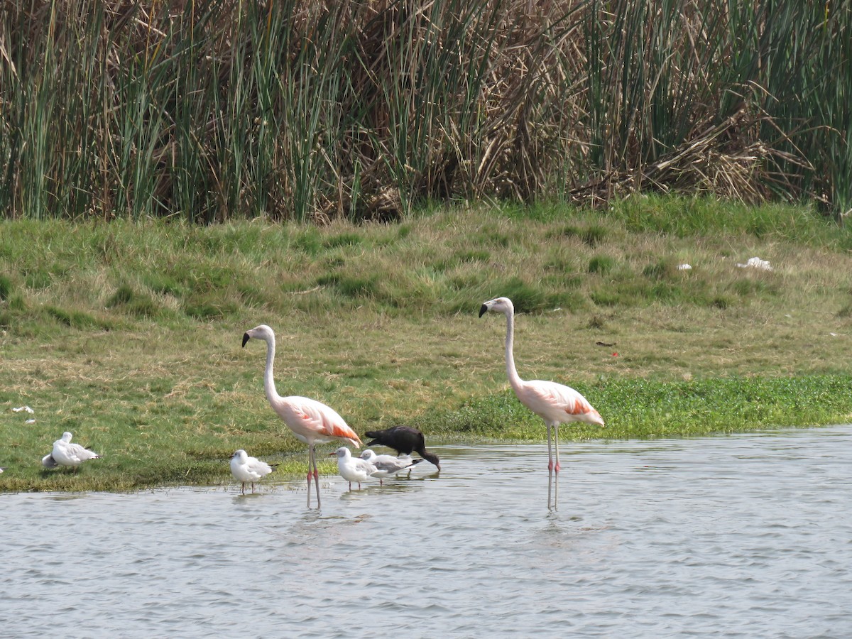 Chilean Flamingo - Hugo Foxonet