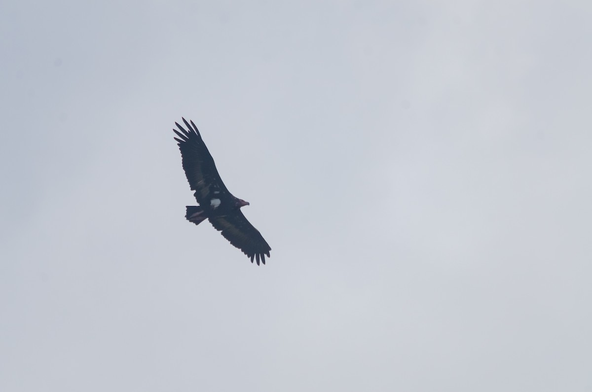 Red-headed Vulture - ML616659357
