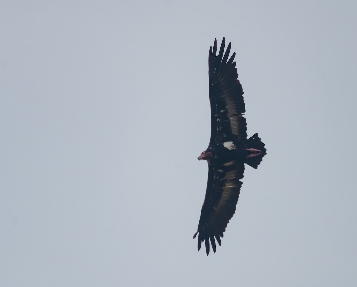 Red-headed Vulture - ML616659358
