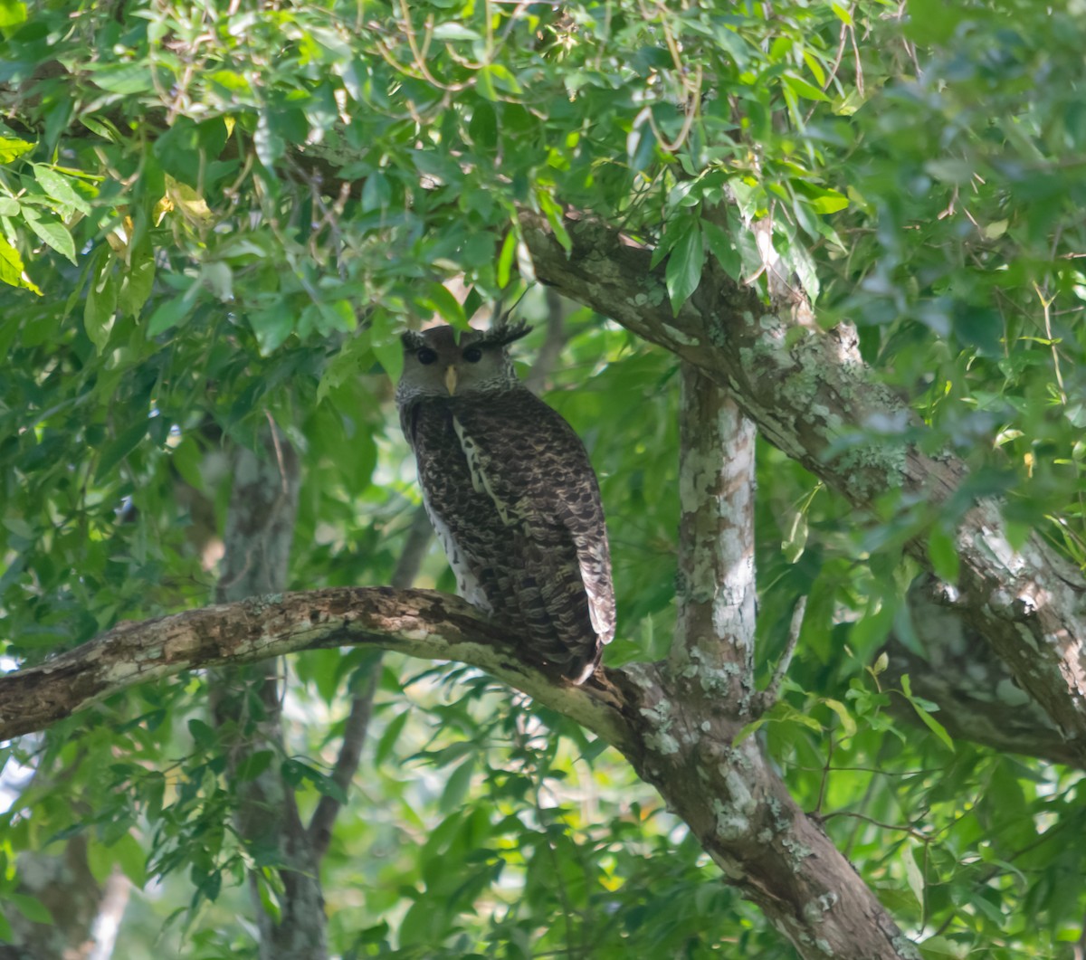 Spot-bellied Eagle-Owl - ML616659380