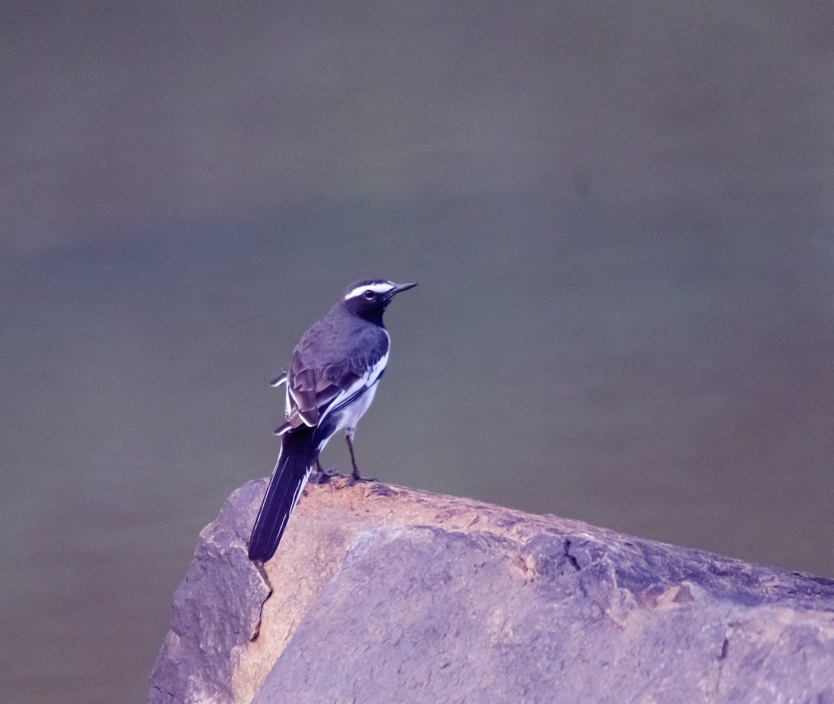 White-browed Wagtail - ML616659384