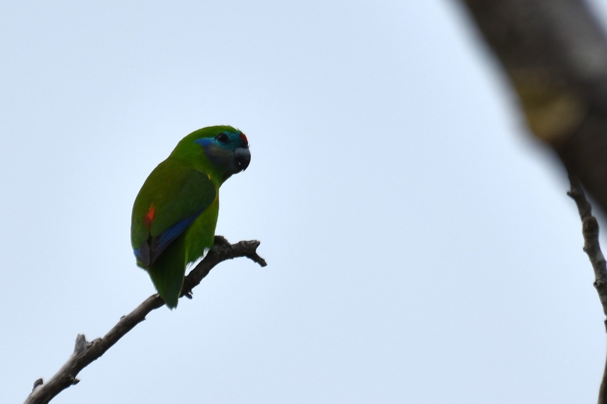 Double-eyed Fig-Parrot - ML616659396