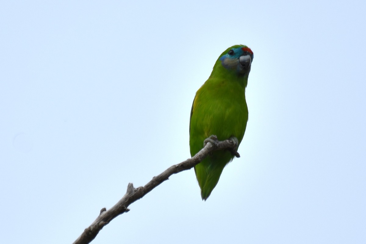 Double-eyed Fig-Parrot - ML616659397
