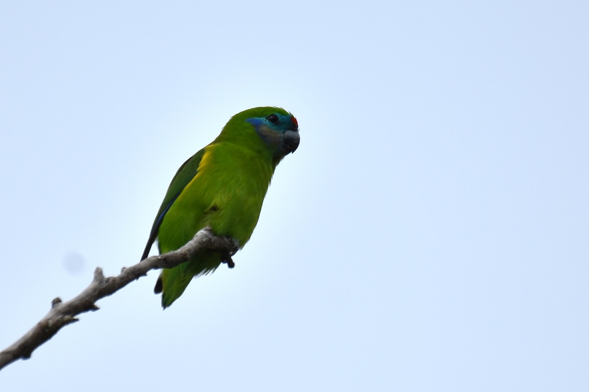 Double-eyed Fig-Parrot - ML616659399