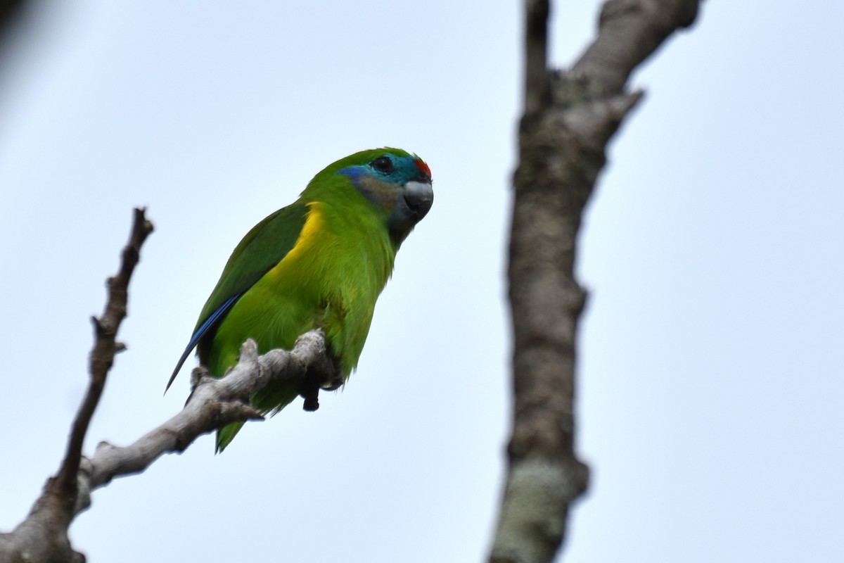 Double-eyed Fig-Parrot - ML616659400