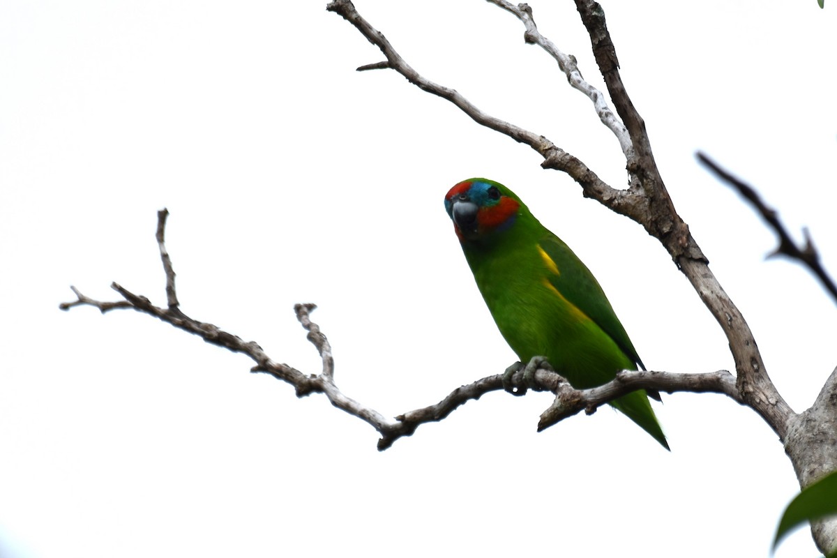 Double-eyed Fig-Parrot - ML616659401