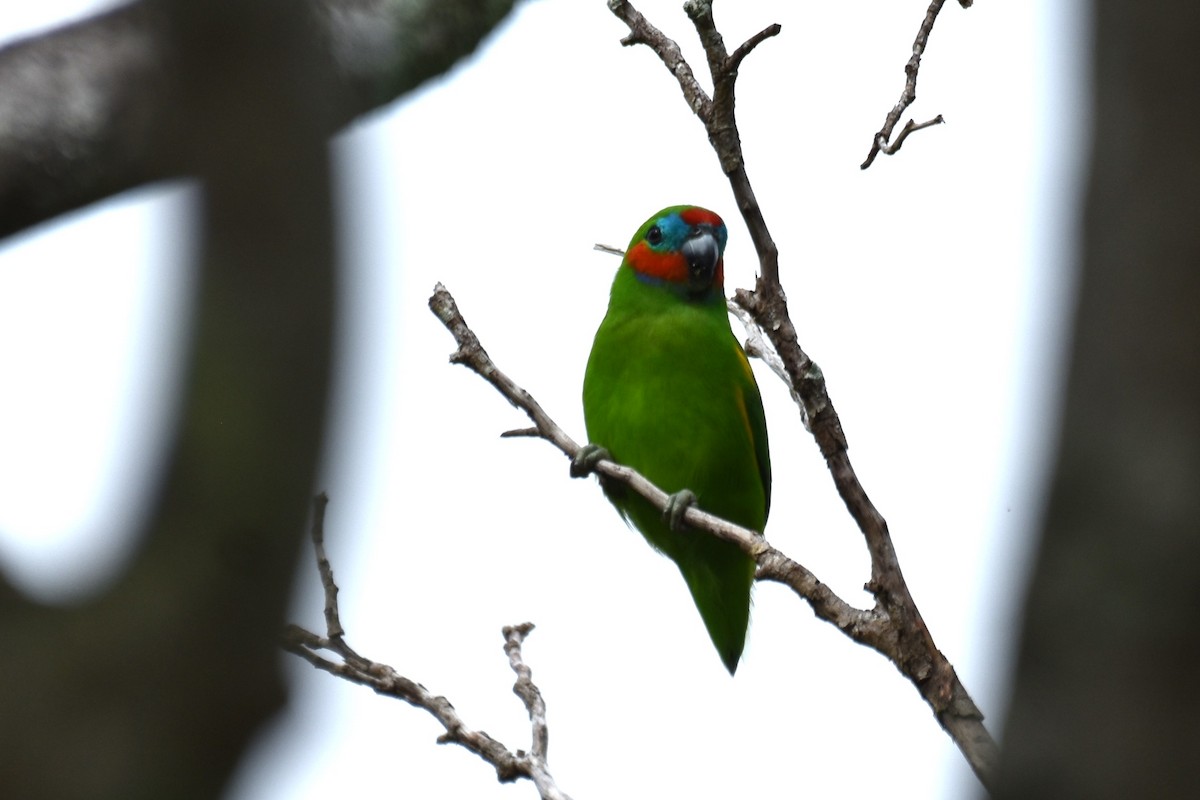 Double-eyed Fig-Parrot - ML616659402