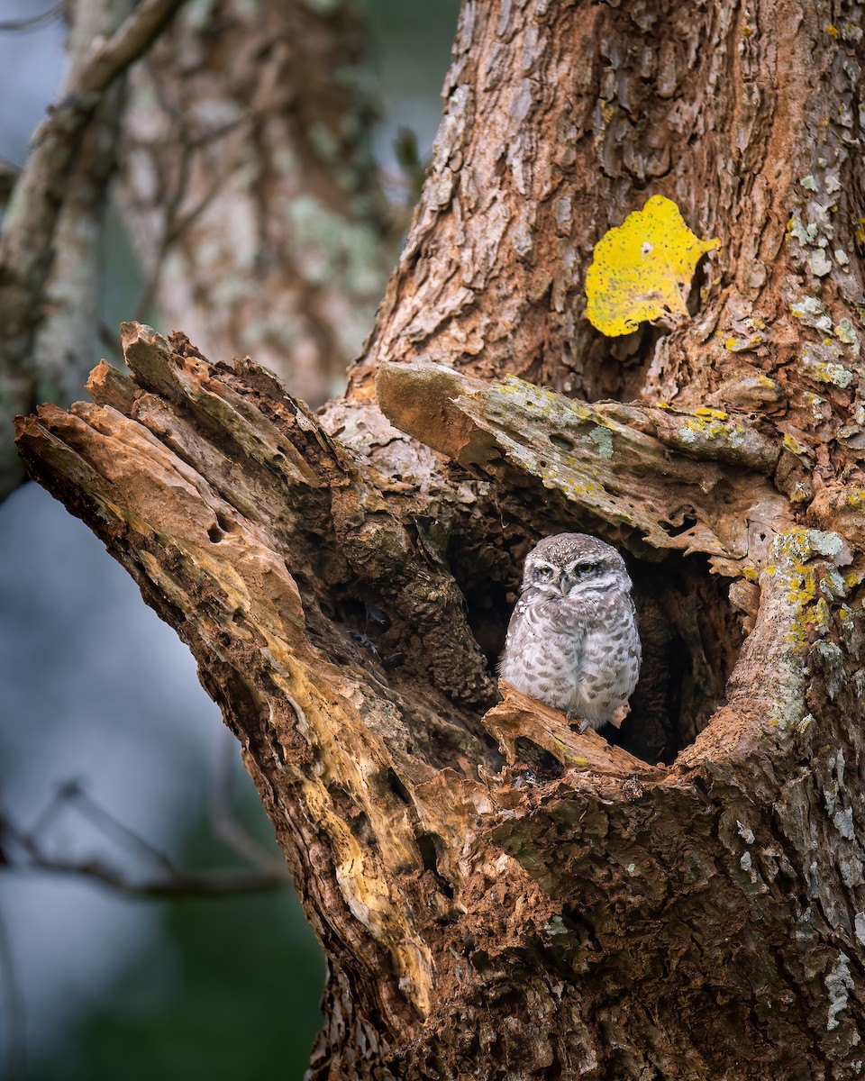 Spotted Owlet - ML616659451