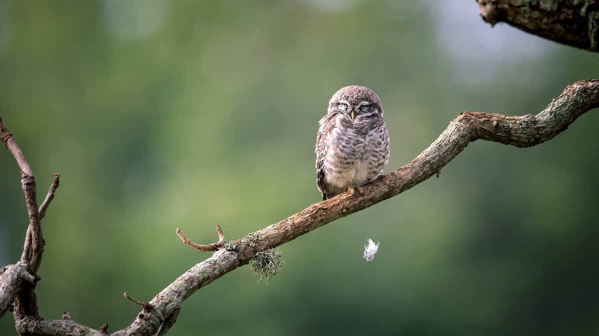 Spotted Owlet - ML616659453