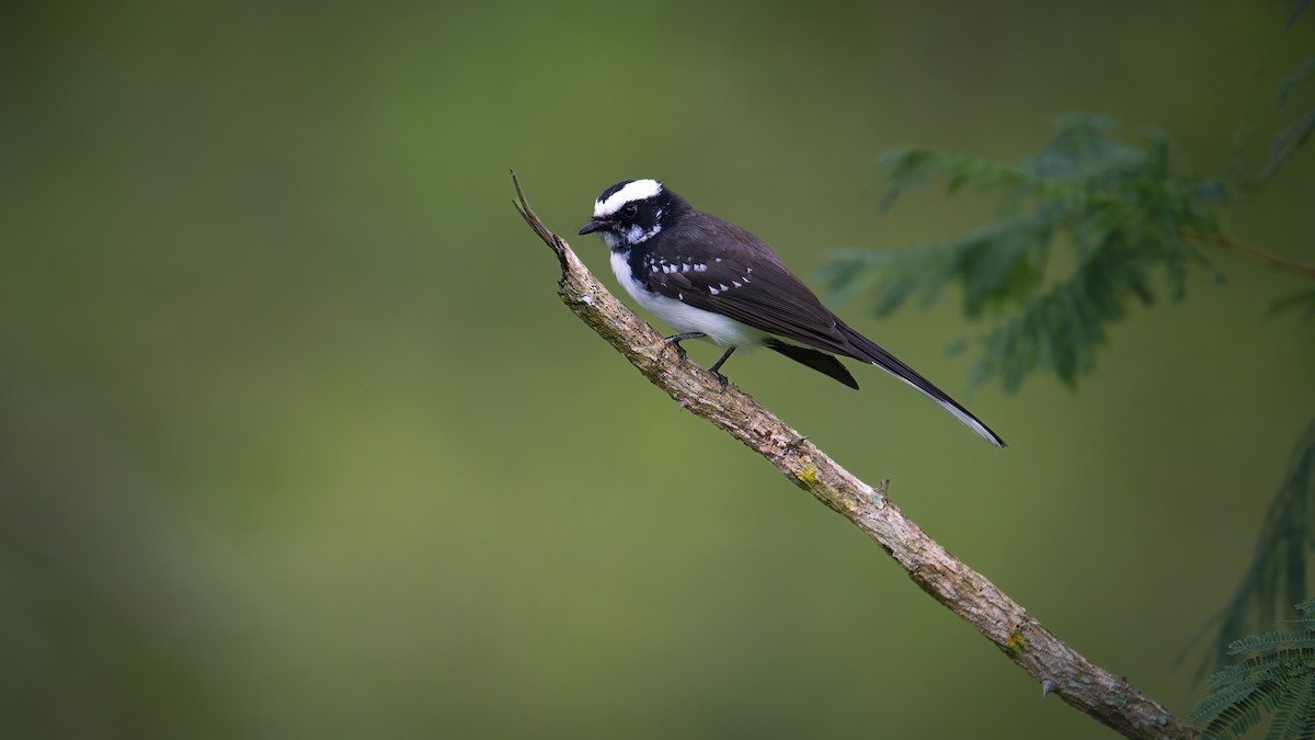 White-browed Fantail - ML616659487