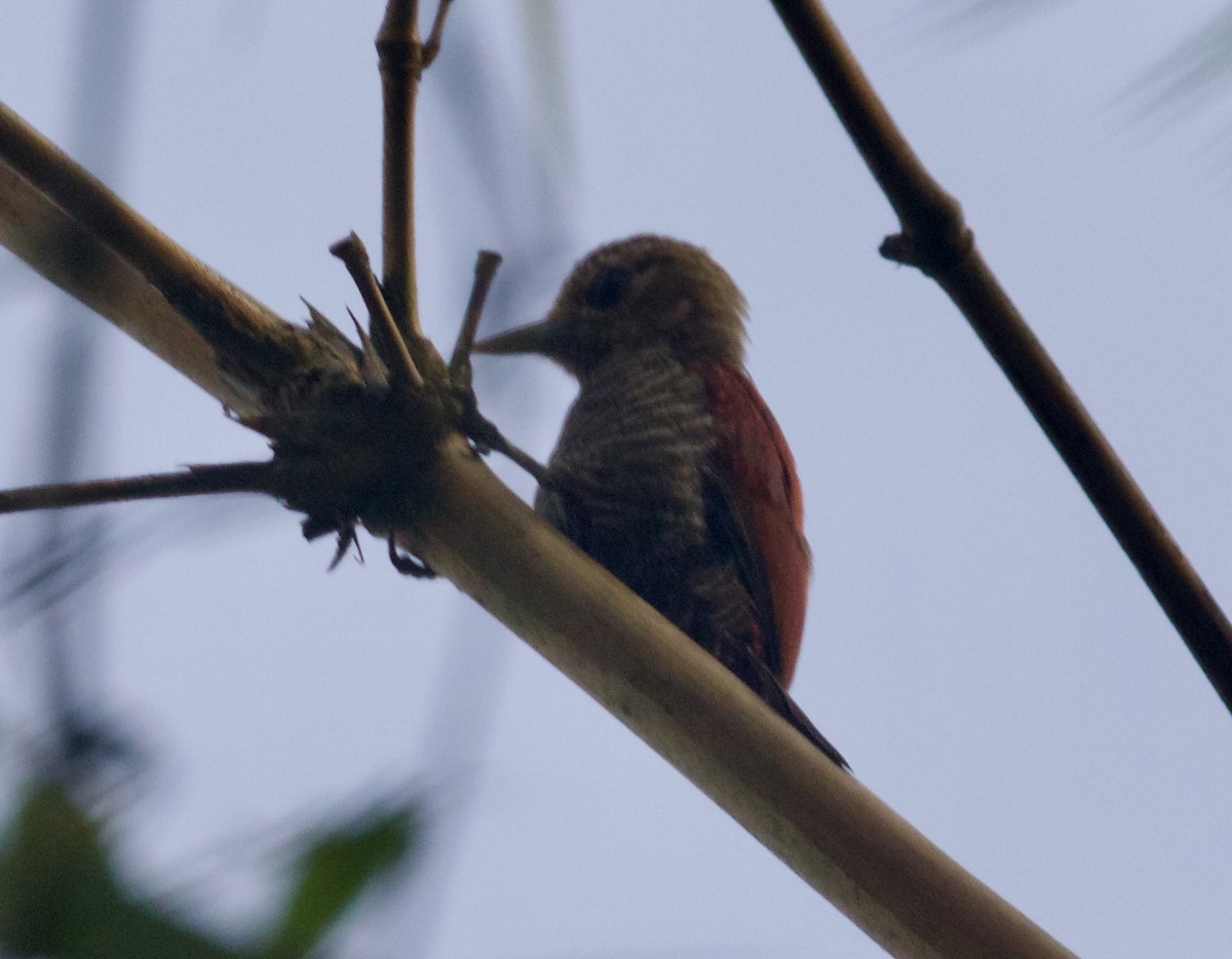 Blood-colored Woodpecker - ML616659561