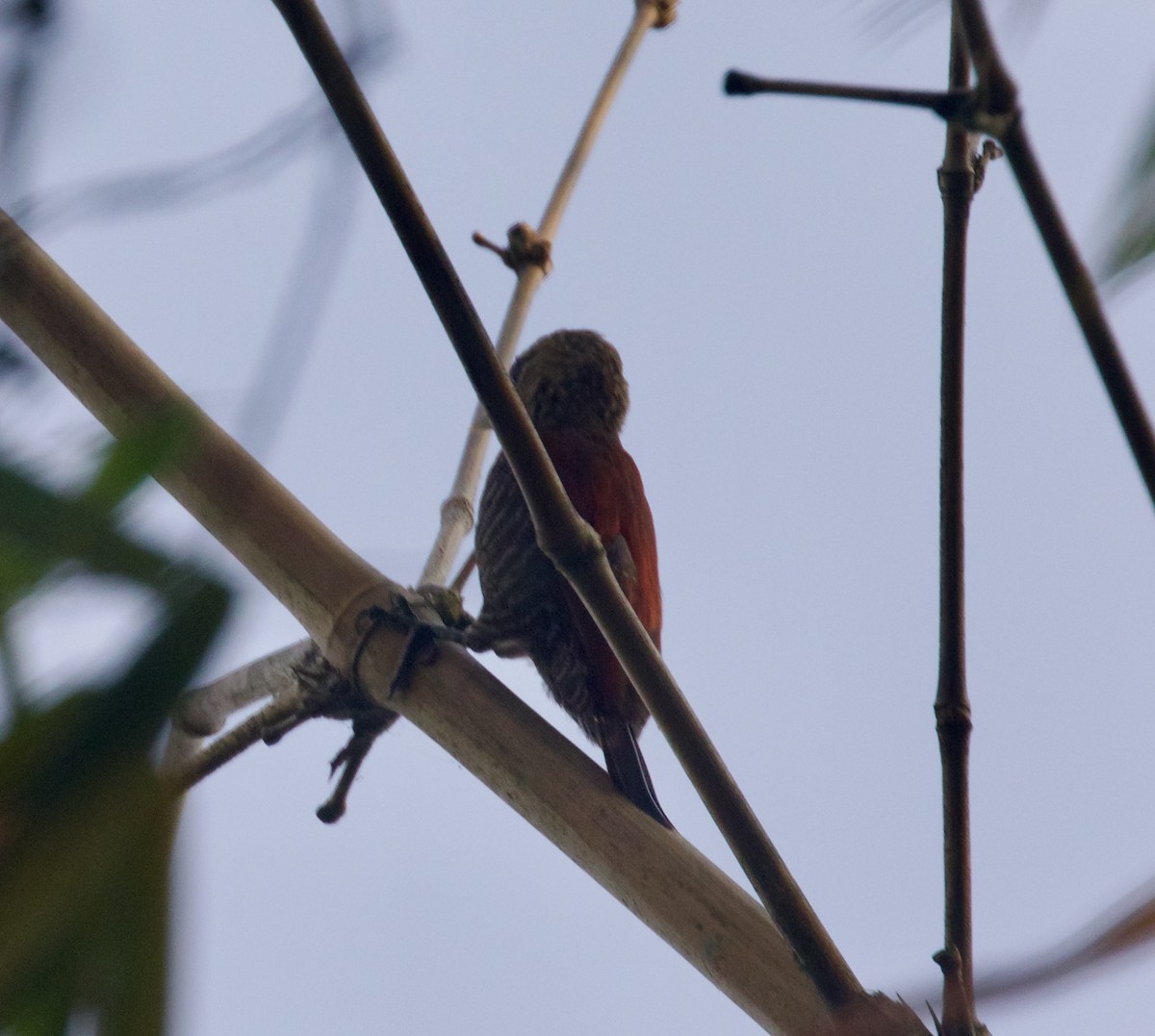 Blood-colored Woodpecker - ML616659580