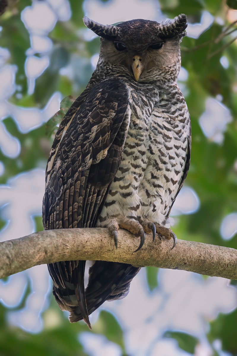 Spot-bellied Eagle-Owl - Raghavendra Mukundarao