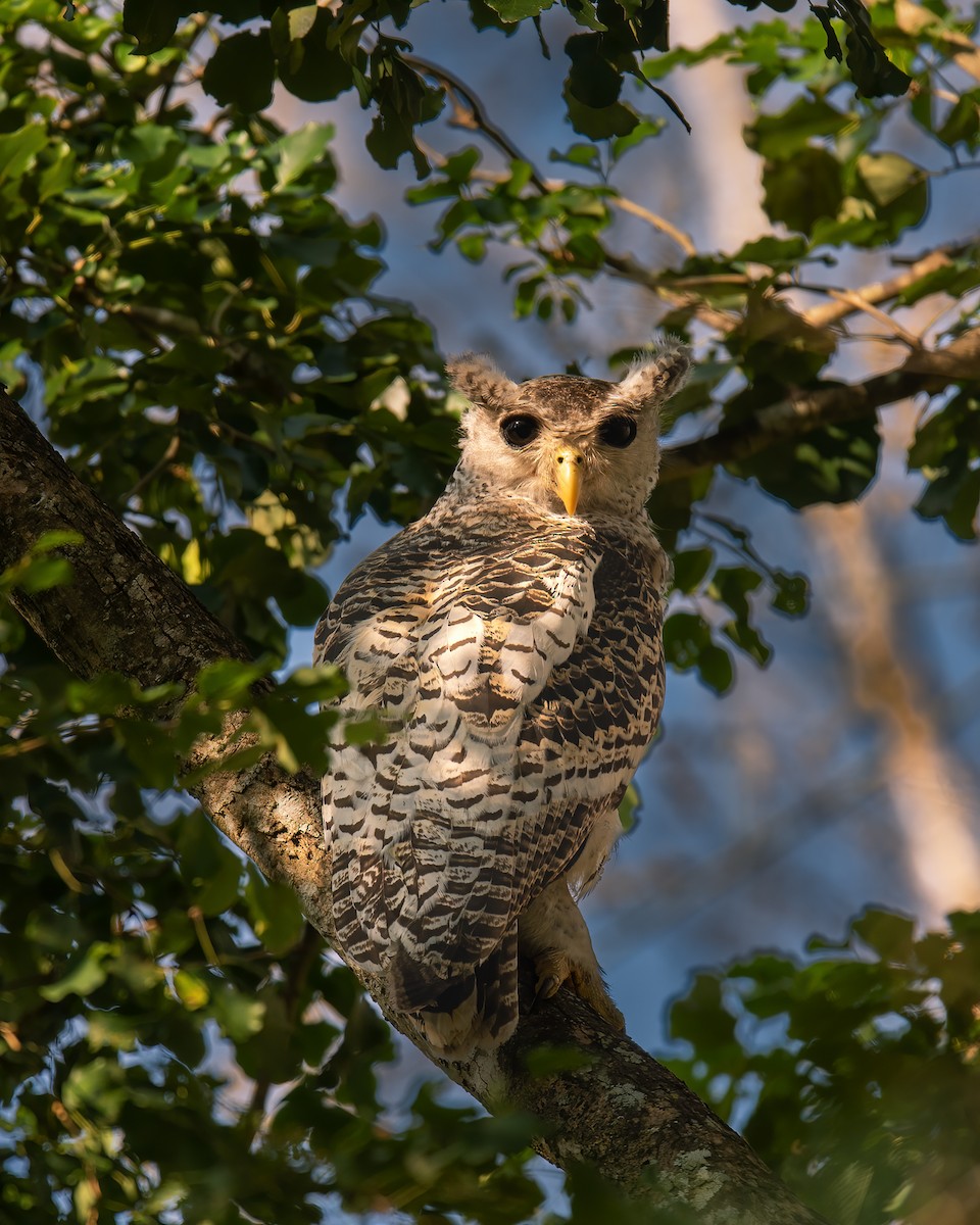 Spot-bellied Eagle-Owl - ML616659659