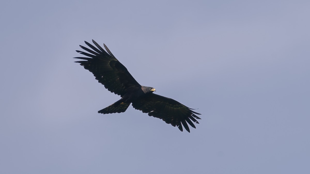 Black Eagle - ML616659714