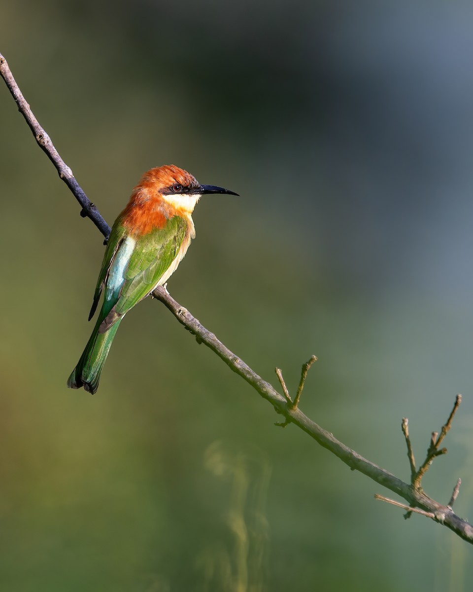 Chestnut-headed Bee-eater - Raghavendra Mukundarao