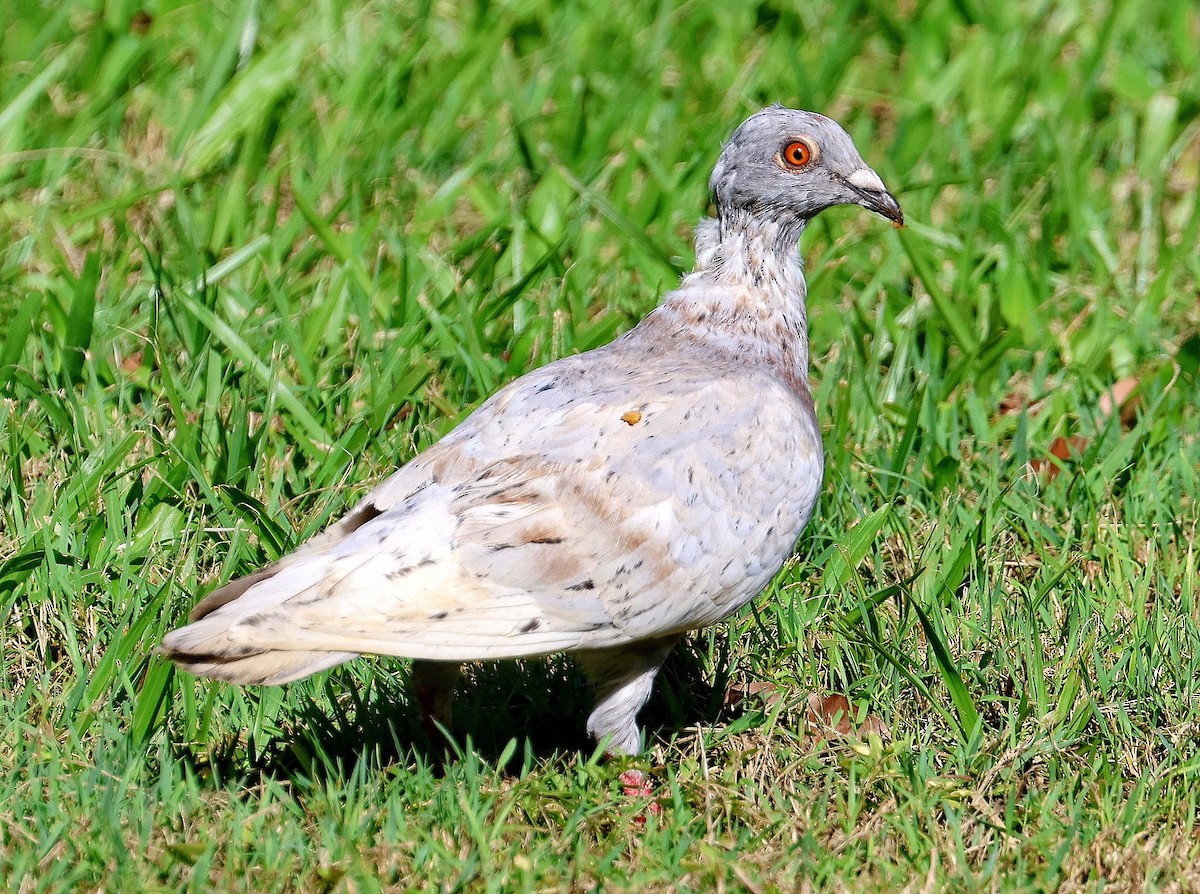 Rock Pigeon (Feral Pigeon) - ML616659757