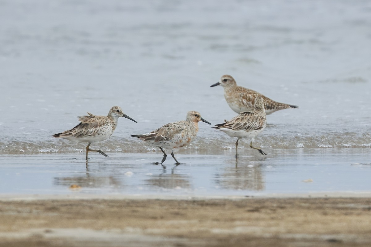 Red Knot - ML616659914