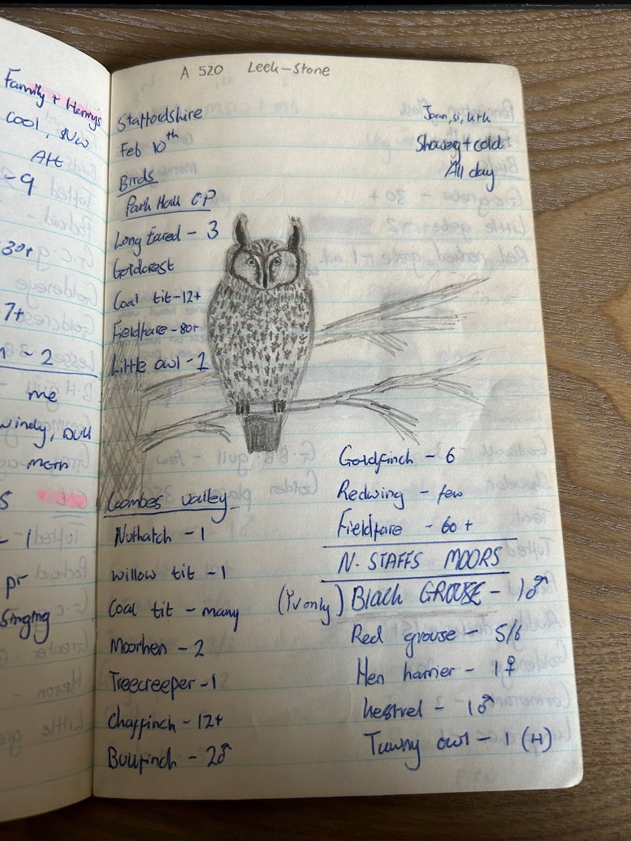 Long-eared Owl - ML616659940