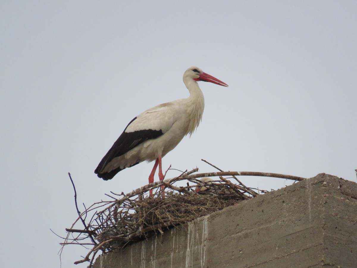 White Stork - ML616659958