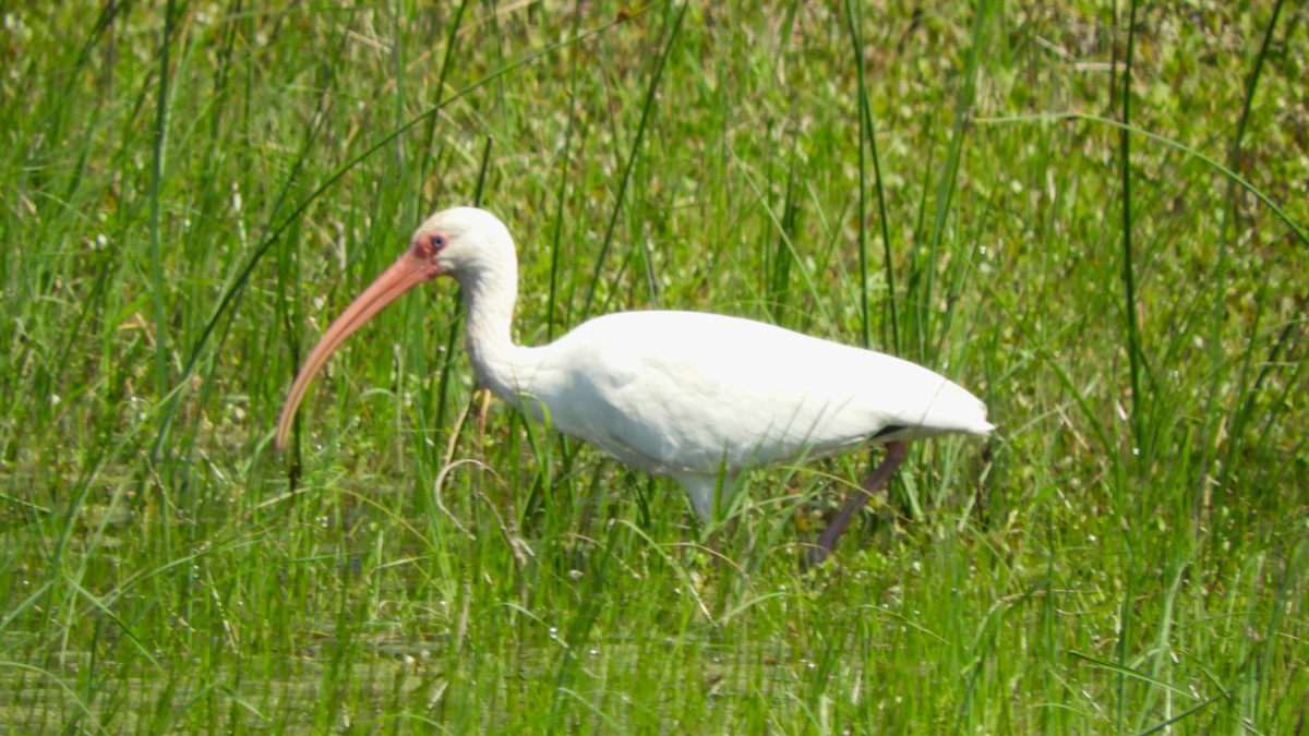ibis bílý - ML616660064