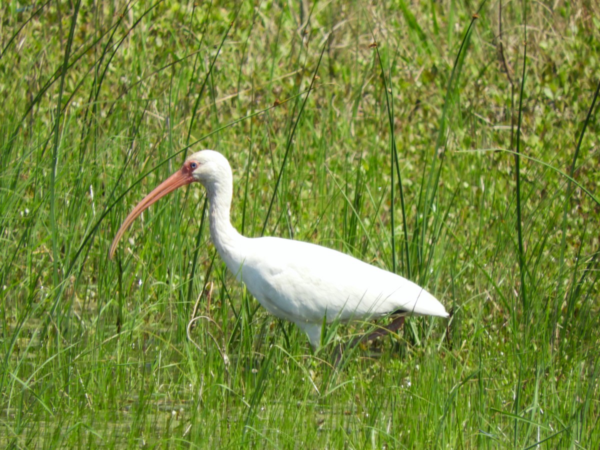 ibis bílý - ML616660065