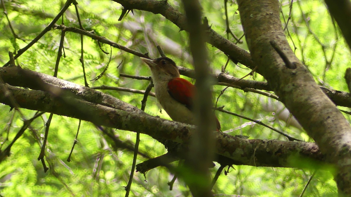 Scarlet-backed Woodpecker - ML616660152