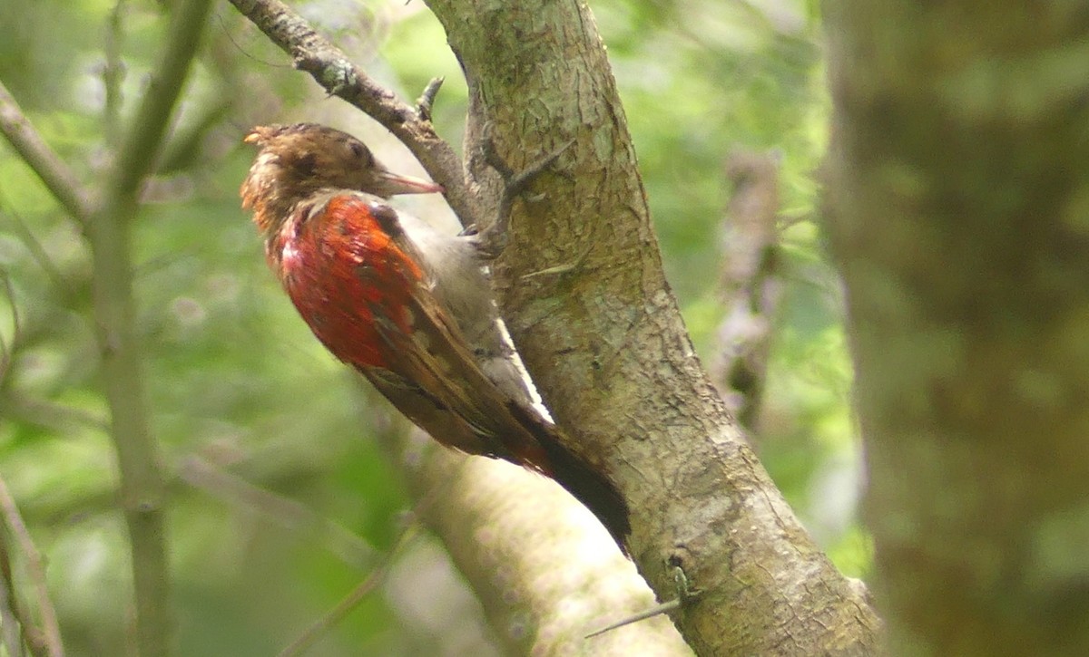 Scarlet-backed Woodpecker - ML616660153