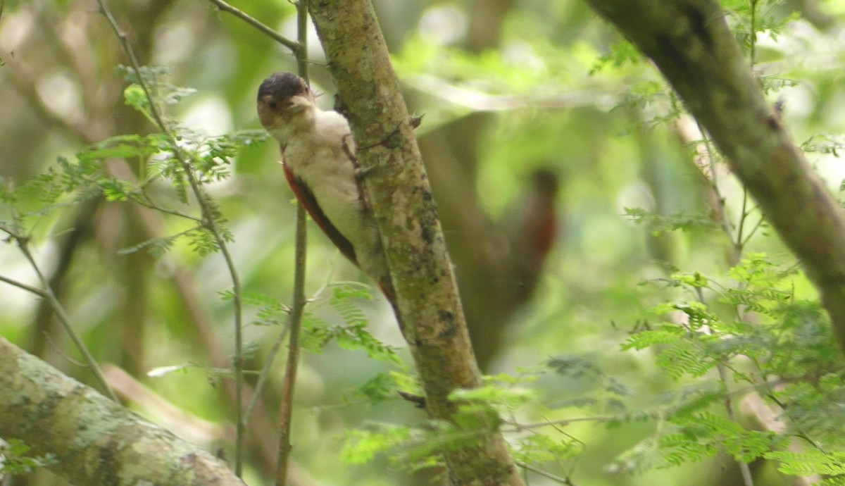 Scarlet-backed Woodpecker - ML616660154