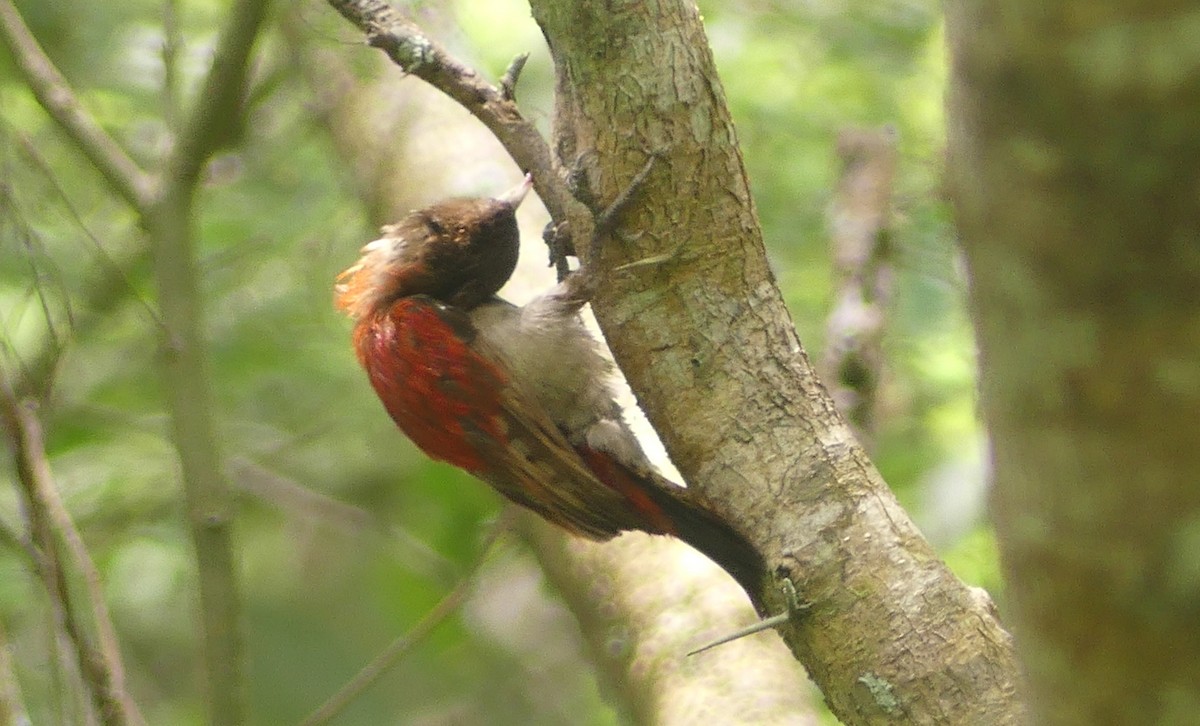 Scarlet-backed Woodpecker - ML616660156