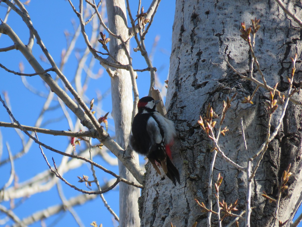 Great Spotted Woodpecker - ML616660276