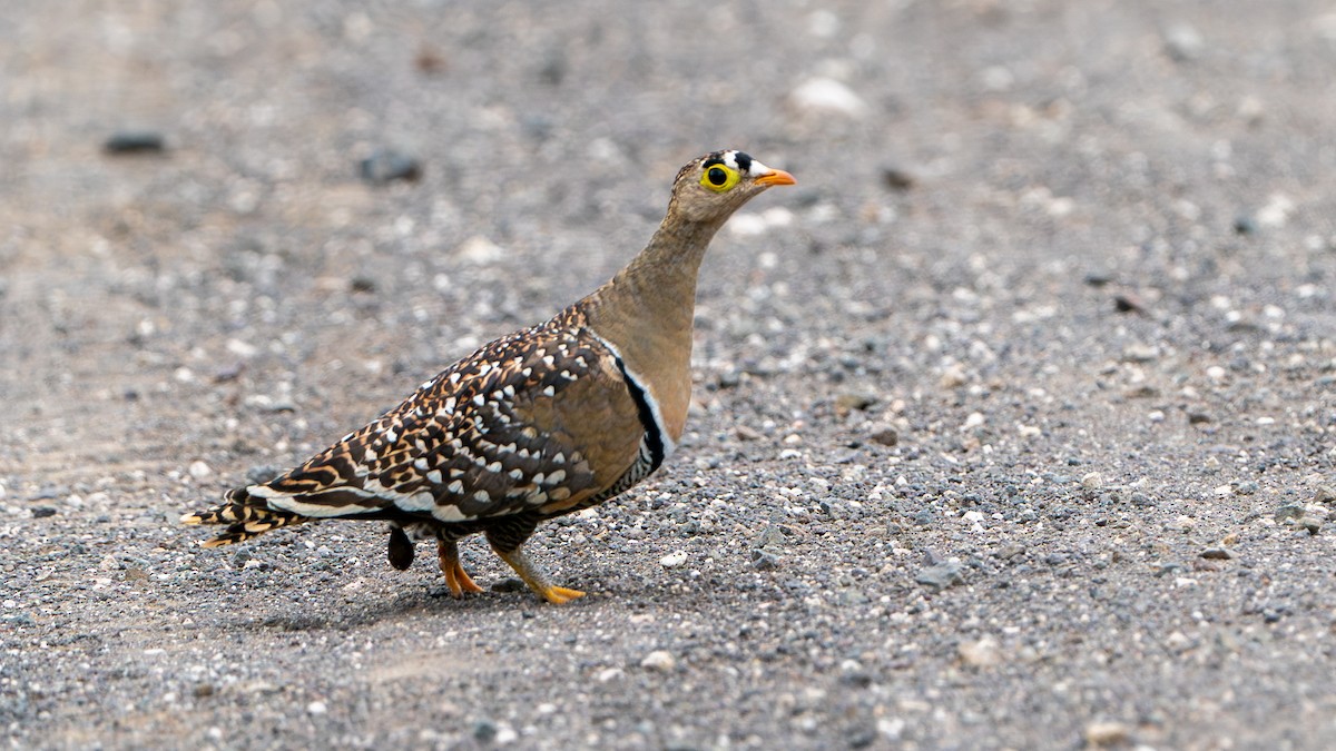Double-banded Sandgrouse - Javier Cotin