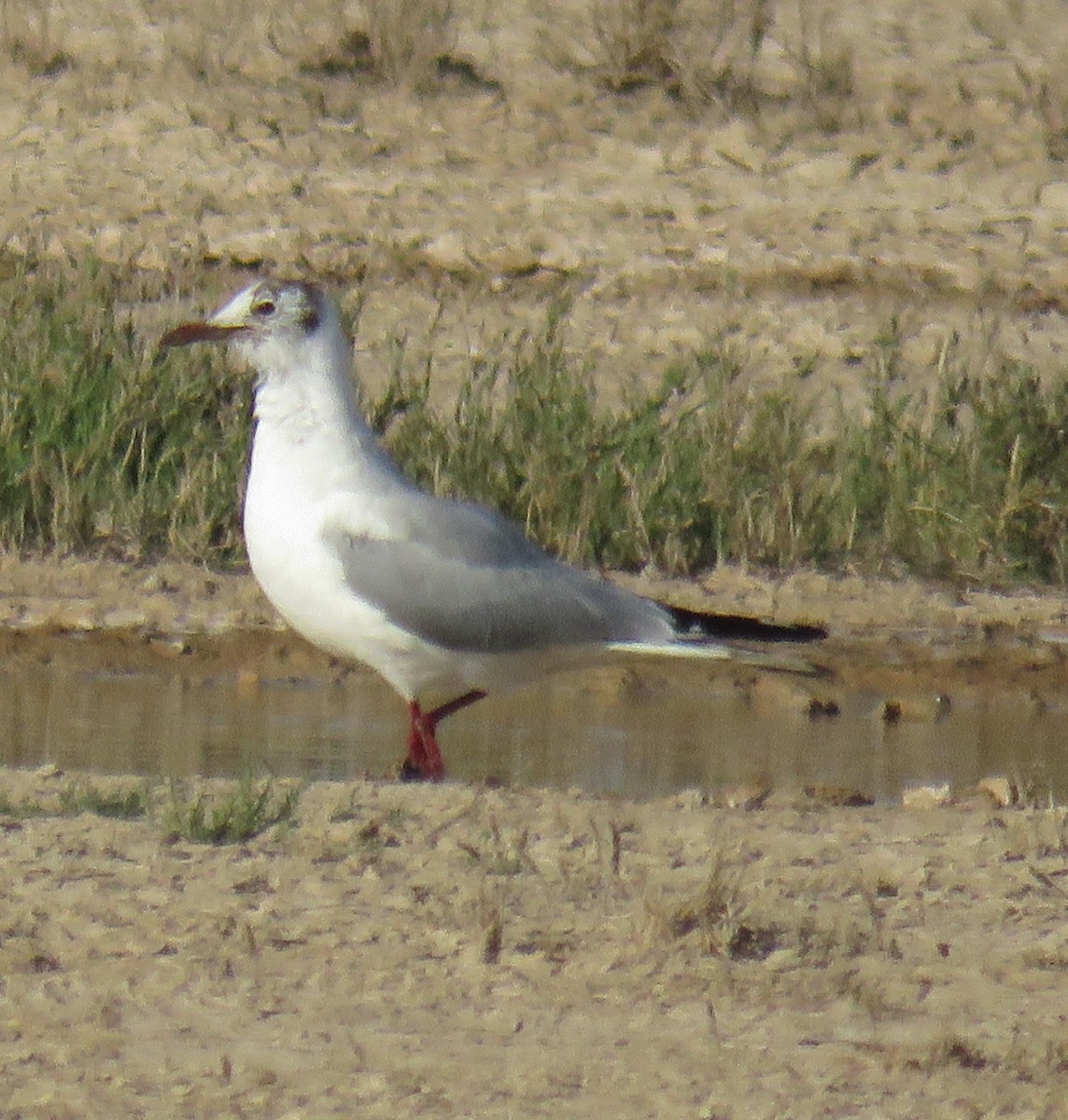 Mouette rieuse - ML616660567