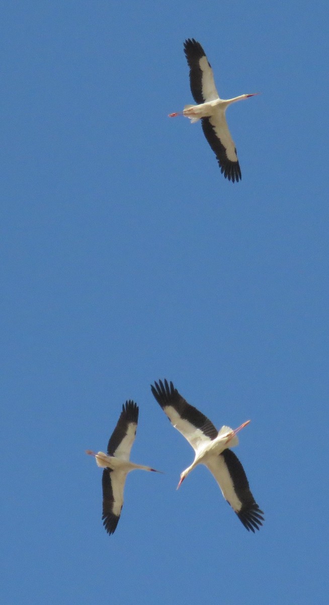 White Stork - ahmad mohammadi ravesh
