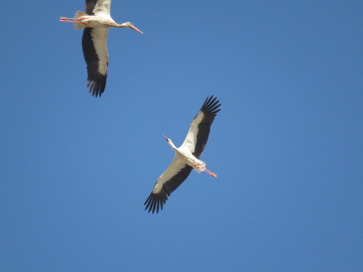 White Stork - ML616660595