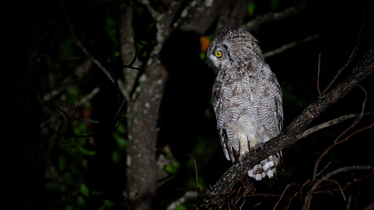 Spotted Eagle-Owl - ML616660615