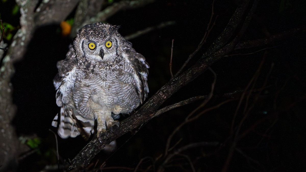 Spotted Eagle-Owl - ML616660616