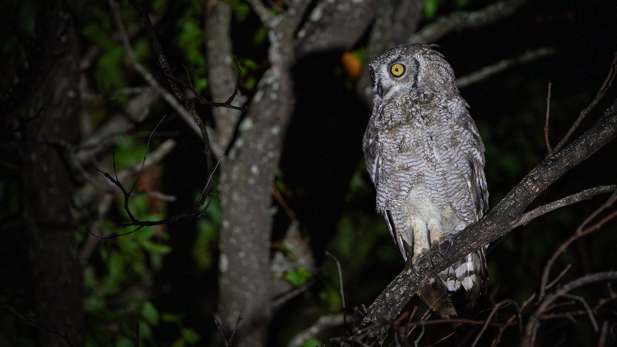 Spotted Eagle-Owl - ML616660617