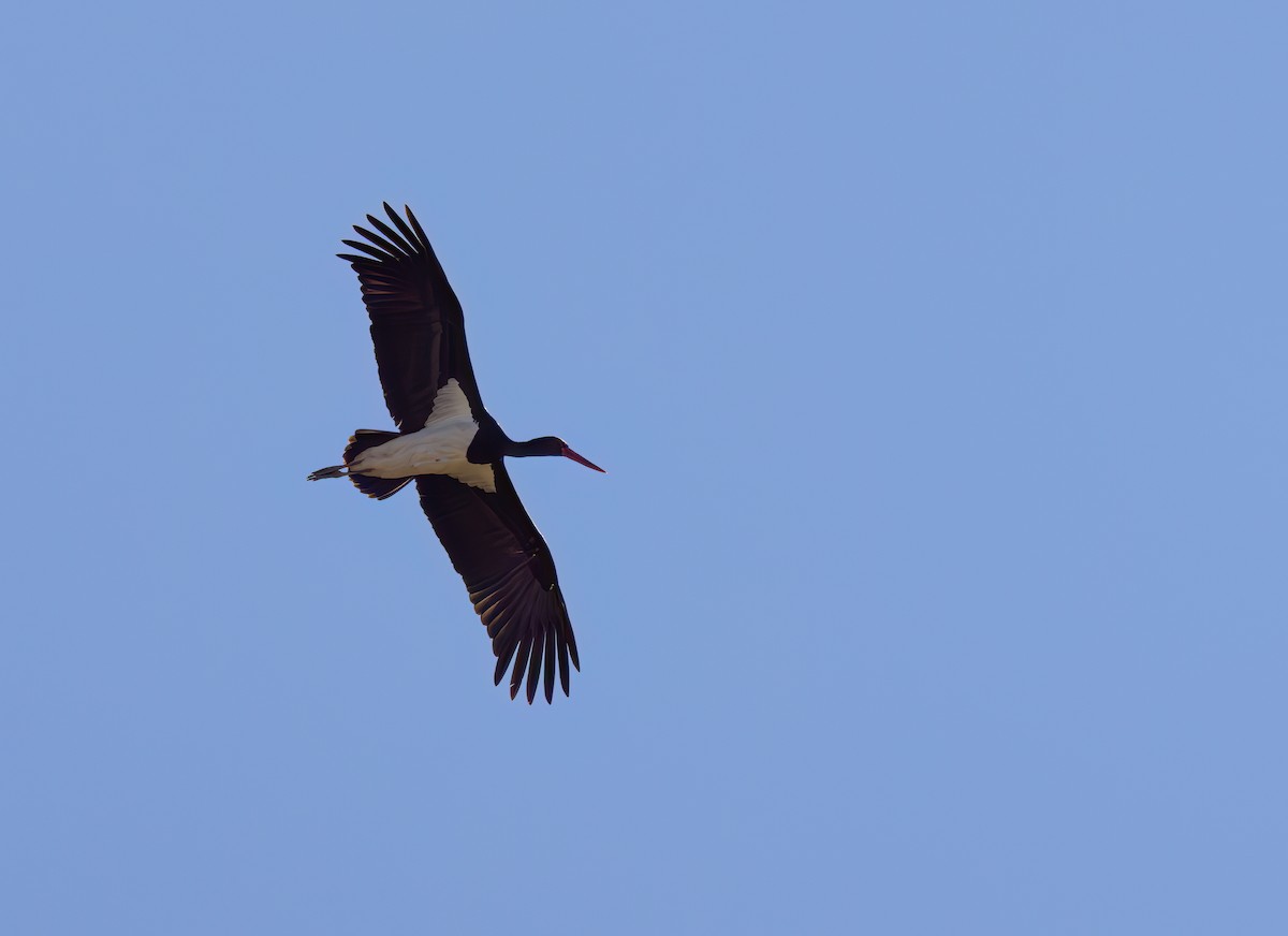 Black Stork - ML616660656