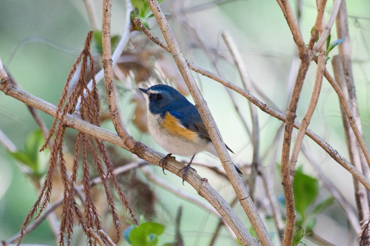 Red-flanked Bluetail - ML616660694