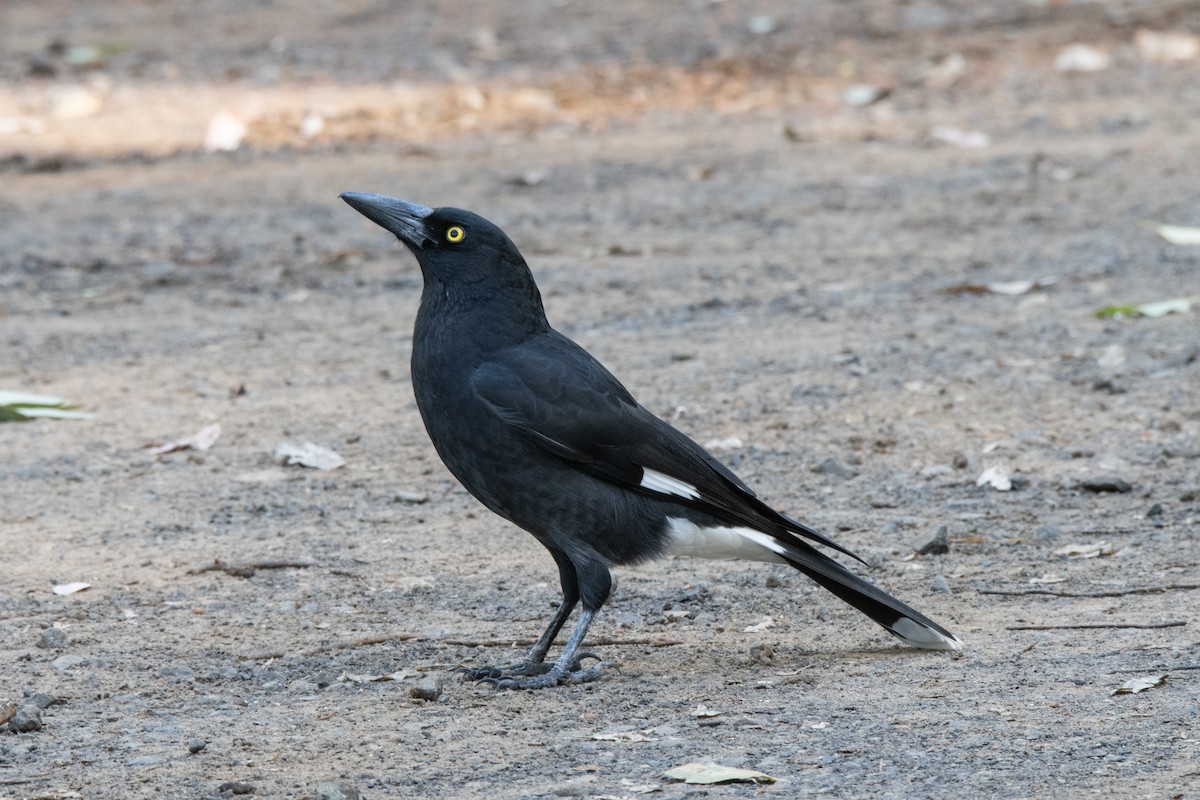 Pied Currawong - ML616660811