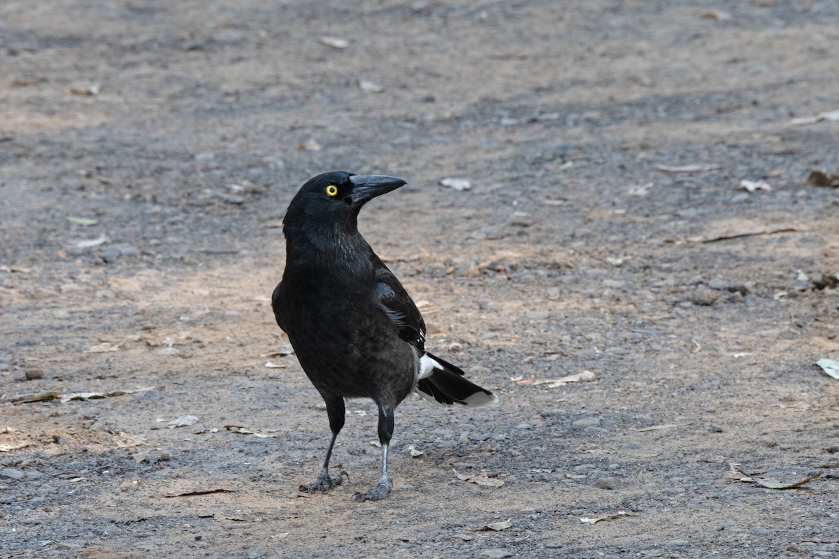 Pied Currawong - ML616660828