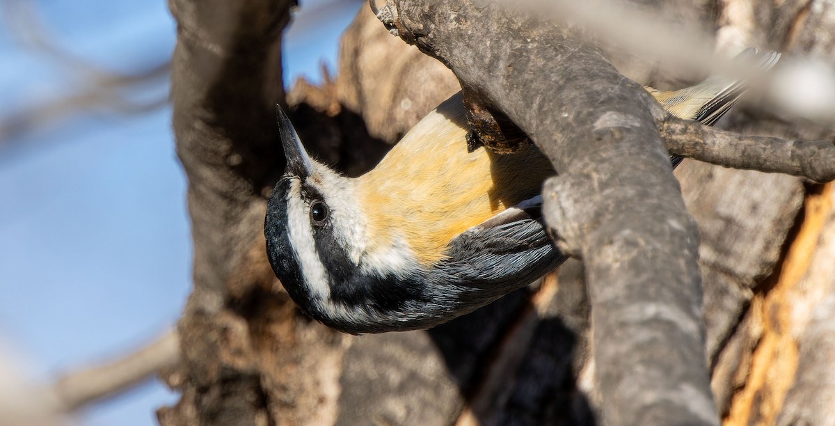Red-breasted Nuthatch - ML616660866