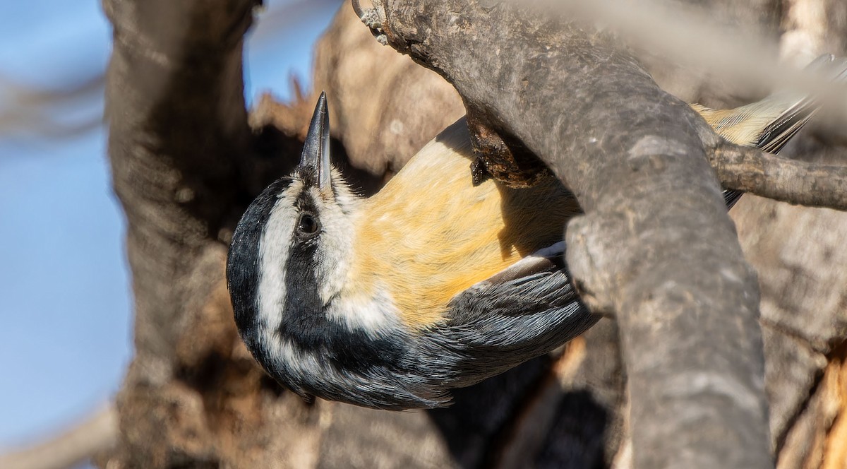 Red-breasted Nuthatch - ML616660867