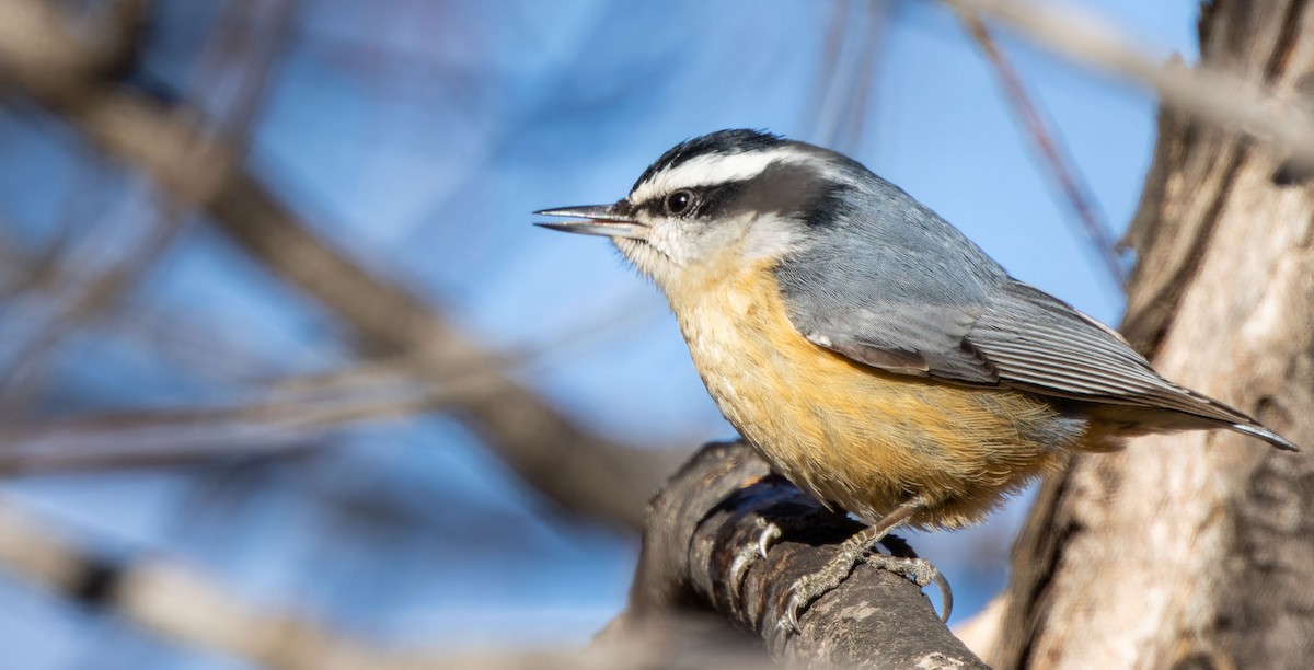 Red-breasted Nuthatch - ML616660869