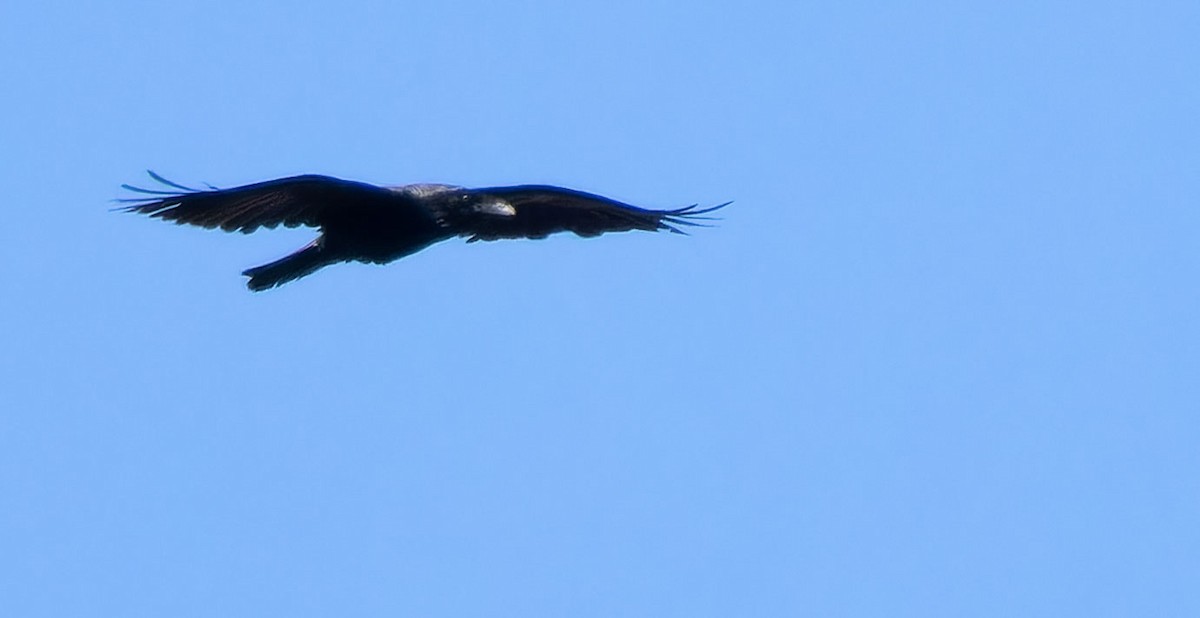 Common Raven - ML616660884
