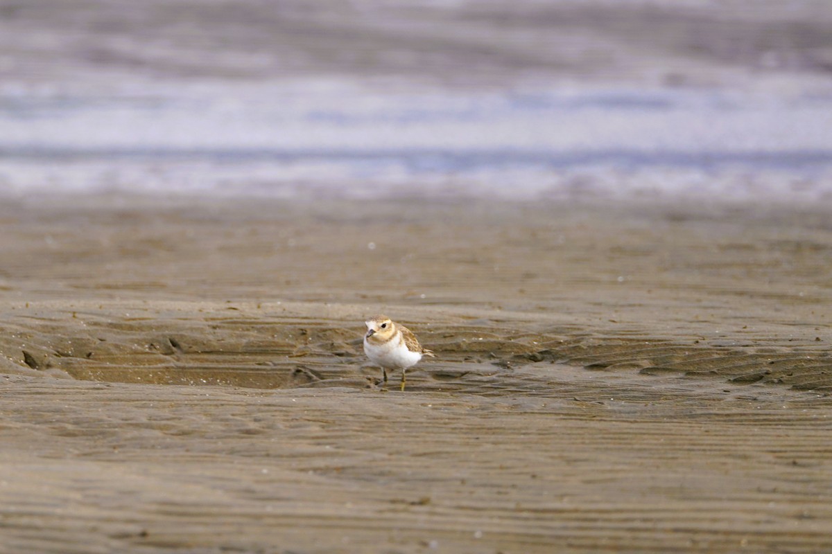 Double-banded Plover - ML616660962