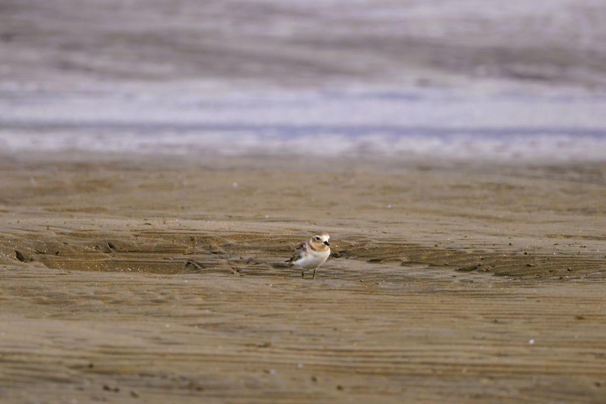 Double-banded Plover - ML616660971
