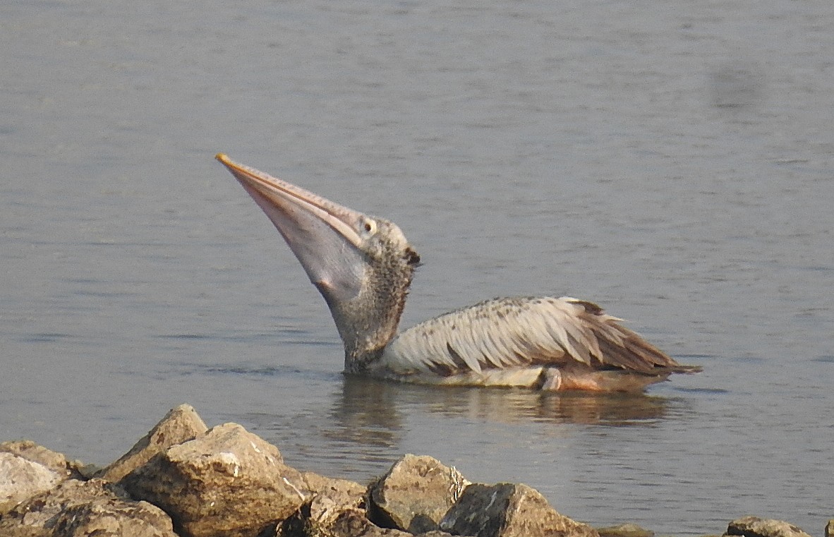 Spot-billed Pelican - ML616661020